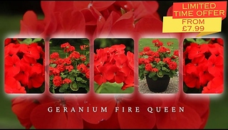 10, 20 or 30 Garden Ready Fire Queen Geraniums