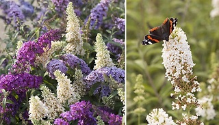 Tricolour Buddleia Butterfly Bush