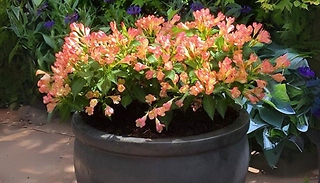 Garden Ready Weigela All Summer Peach