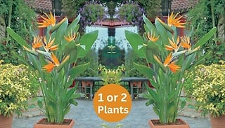 1 or 2 Strelitzia 'Bird Of Paradise' Potted Plants!
