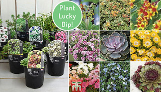 Lucky Dip Alpine Rockery Potted Plants - 3, 6 or 12
