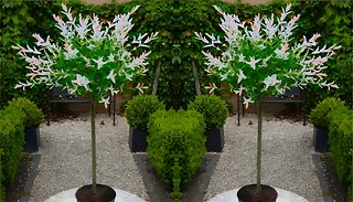 3L Flamingo Willow Salix Trees! - 1 or 2 Pack