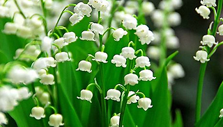 White Lily of the Valley - 7, 14 or 28 Pips