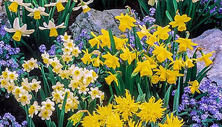 Narcissus Short Mixed 100 Miniature Daffodil Bulbs