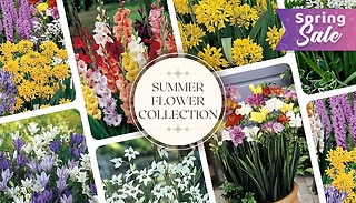 The Complete Summer Flower Collection - 300 Bulbs!