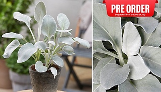 PRE SALE - Senecio 'Angel Wings' Plant - Dispatched From 20th of July!