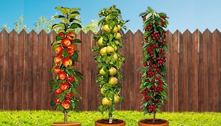 3 or 6 Pillar Fruit Trees - Apple, Cherry and Pear