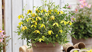 Clematis 'Little Lemons' 7cm Potted Plant - 1, 2 or 3