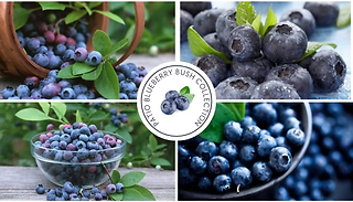 Patio Blueberry Bush Collection - Pack of 3 Plants