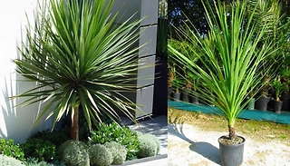 Cordyline Australis - Giant Extra-Large 5FT Plant!