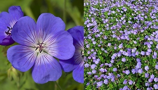 Geranium 'Rozanne' - 2L Potted Plant!