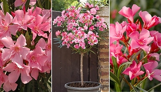 Garden Ready Oleander Standard