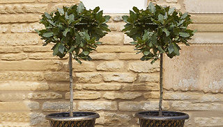 1 or 2 Standard Bay Trees - Perfect for Cooking!