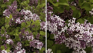 3L Pot Patio Lilac 'Palibin'- Garden Ready!