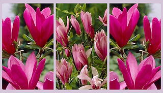 Magnolia 'Susan' Plant - 2 Sizes