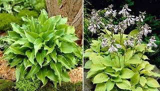 5-Pack Bare Root Hosta Collection