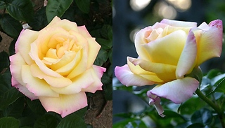 Rose 'Peace' Plant