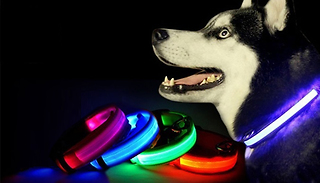 LED Dog Collar - 5 Colours